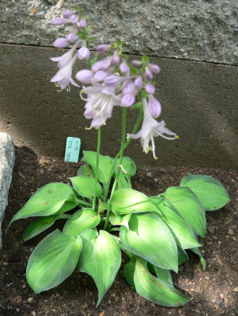 Hosta ´Tick Tock´